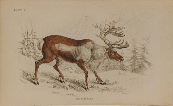 Antique print, hand coloured engraving from 1835. It is titled, the Rein Deer.