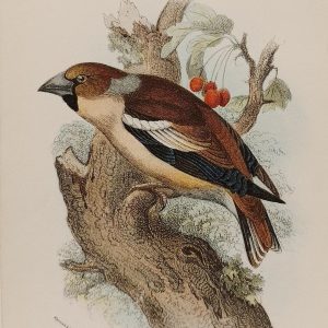 Antique print, chromolithograph from 1896 of a Hawfinch.