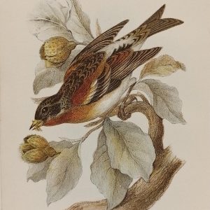 Antique print, chromolithograph from 1896 of a Brambling.