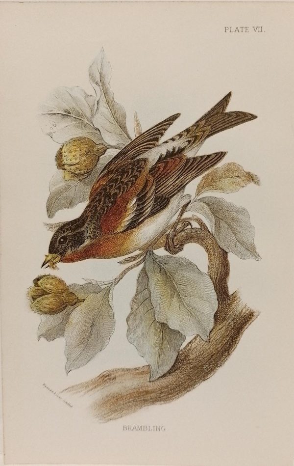 Antique print, chromolithograph from 1896 of a Brambling.