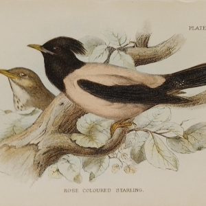 Antique print, chromolithograph from 1896 of a Rose Coloured Starling.