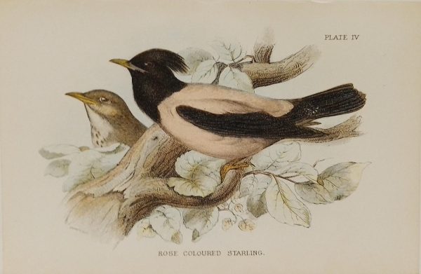 Antique print, chromolithograph from 1896 of a Rose Coloured Starling.