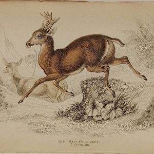 Antique print, hand coloured engraving from 1835. It is titled, the Cuazupuco Deer.
