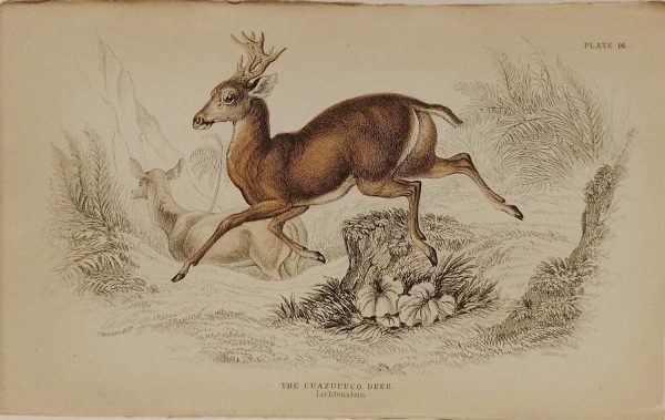 Antique print, hand coloured engraving from 1835. It is titled, the Cuazupuco Deer.