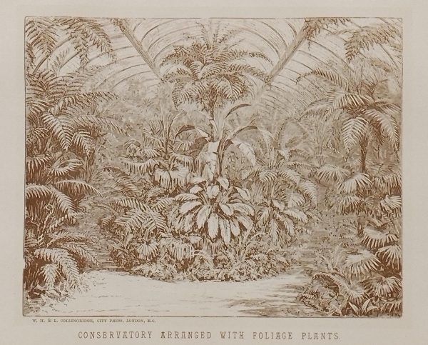 Antique botanical print, Victorian, titled Conservatory arranged with Foliage Plants.