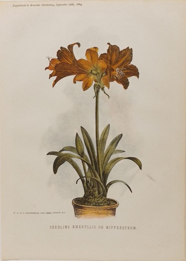 Antique botanical print, Victorian, titled Seedling Amaryllis or Hippeastrum