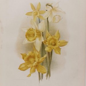 Trumpet daffodils 1889 Botanical Print