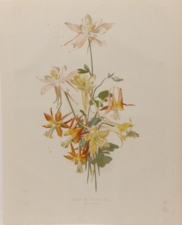 Antique botanical print, Victorian, titled Group of Columbines ( Aquilegias)