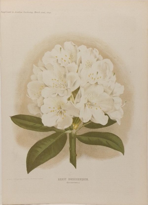 Antique botanical print, Victorian, titled Hardy Rhododendron ( Enchantress).