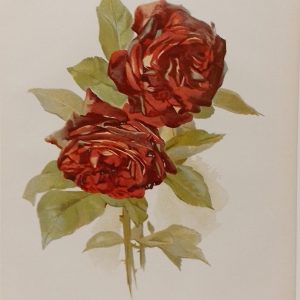 Hybrid Perpetual Rose