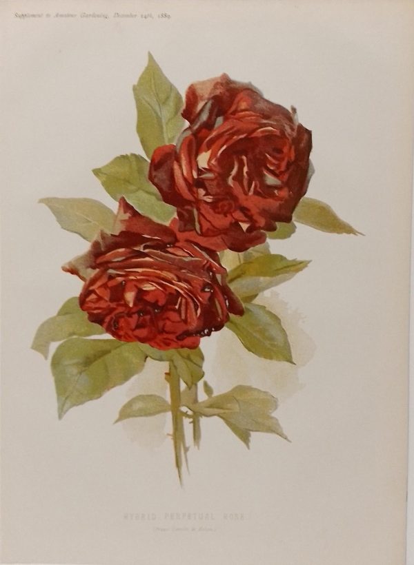 Hybrid Perpetual Rose