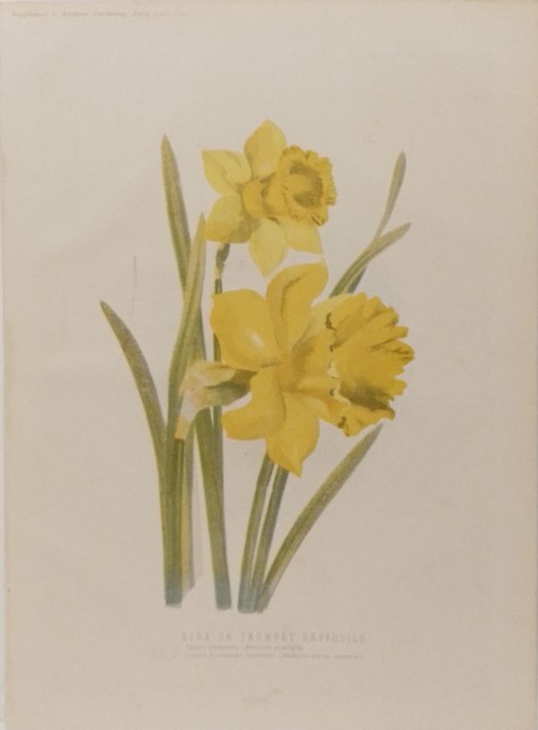 Antique botanical print, Victorian, titled Ajax or Trumpet Daffodils
