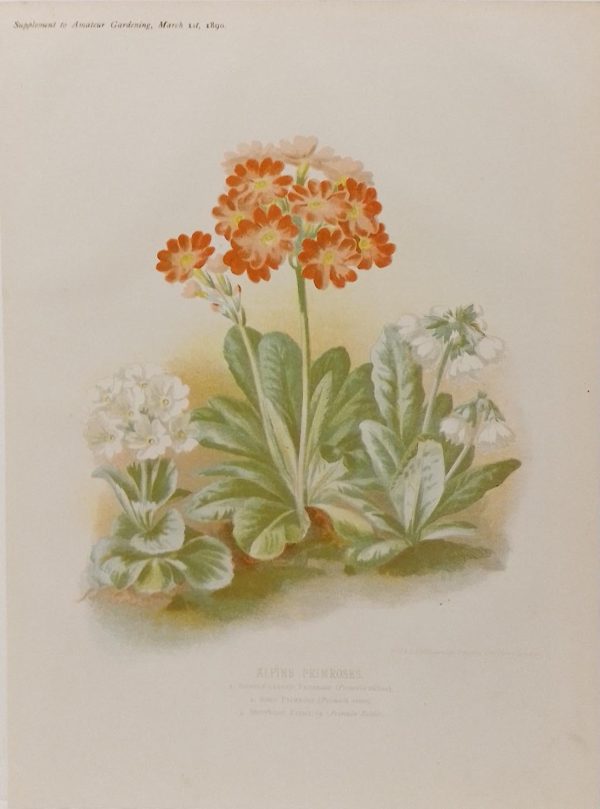 ntique botanical print, Victorian, titled Alpine Primroses.