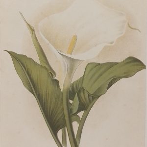 Antique botanical print, Victorian, titled Arum Lily ( Richardia oethiopica)