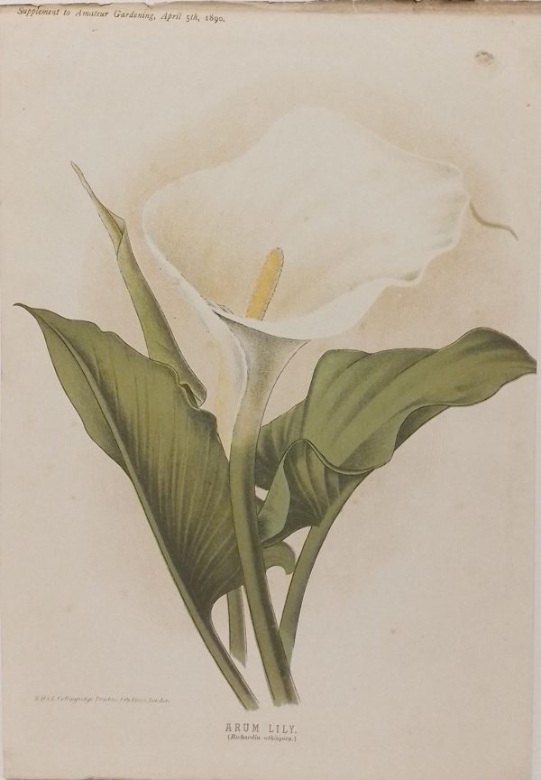 Antique botanical print, Victorian, titled Arum Lily ( Richardia oethiopica)