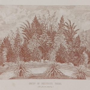 Antique botanical print, Victorian, titled Group of Deciduous Trees ( For present planting)