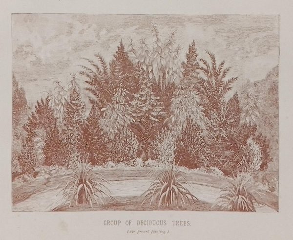 Antique botanical print, Victorian, titled Group of Deciduous Trees ( For present planting)