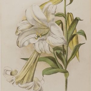 Antique botanical print, Victorian, titled Bermuda Easter Lily (Lilium Harrisi)