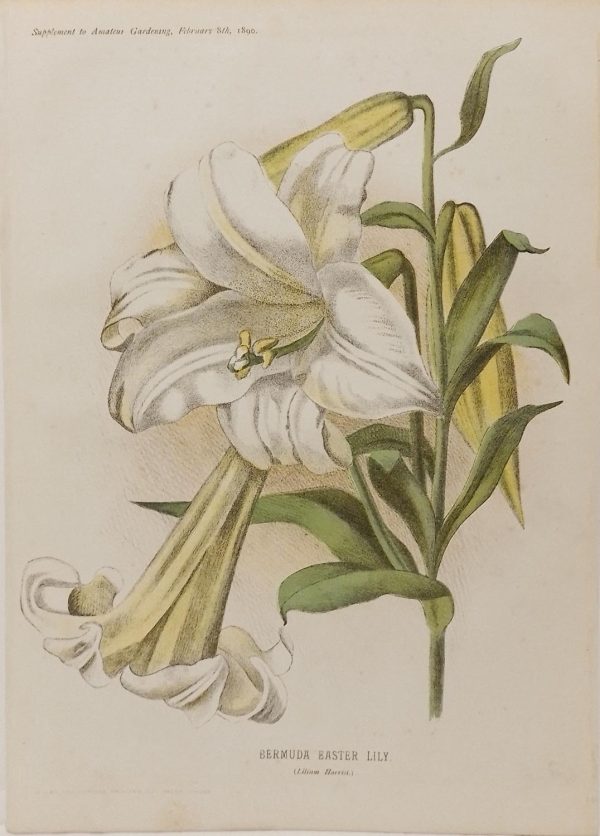 Antique botanical print, Victorian, titled Bermuda Easter Lily (Lilium Harrisi)