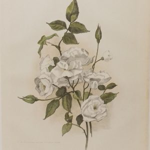 Antique botanical print, Victorian, titled Fairy Rose (White pet)