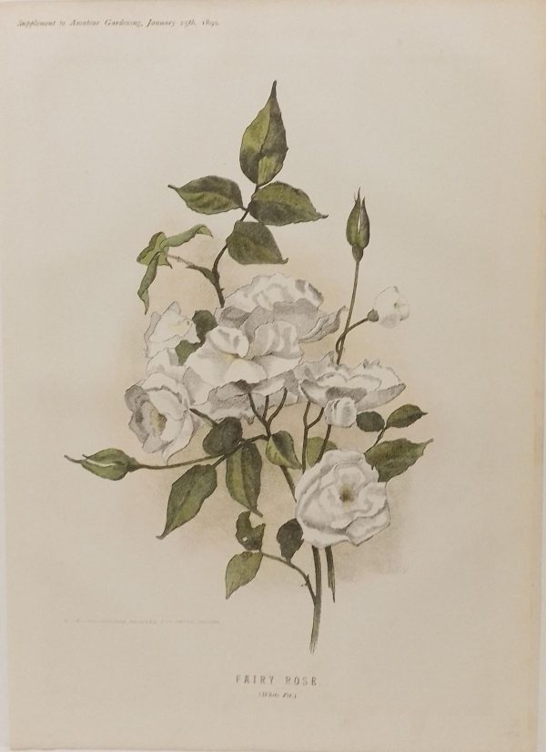 Antique botanical print, Victorian, titled Fairy Rose (White pet)