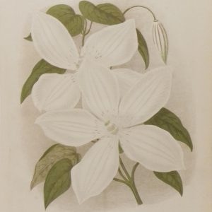 Antique botanical print, Victorian, titled Hardy Climbing Plant ( Clematis Jackmanni alba)