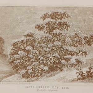Antique botanical print, Victorian, titled Hardy Japanese Glory Tree ( Clerodendron Trichotomum)