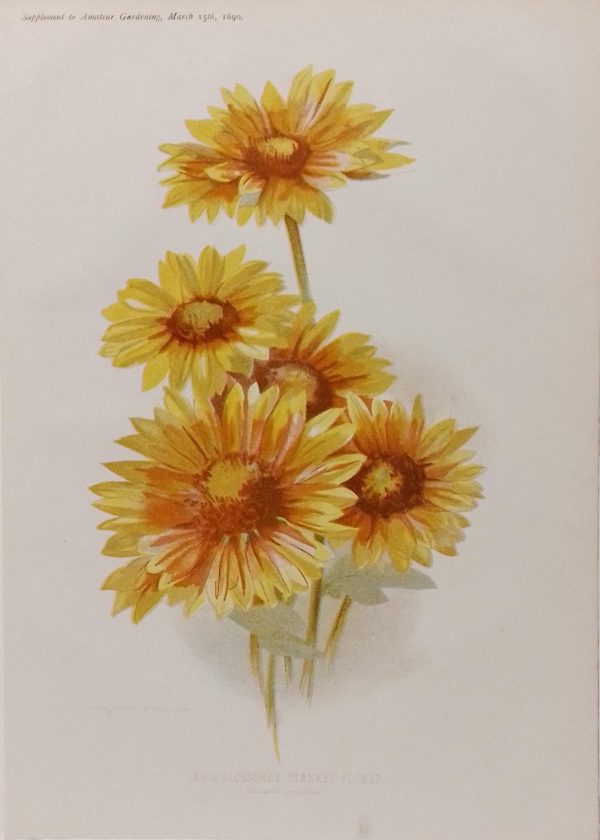 Antique botanical print, Victorian, titled Large Blossomed Blanket Flower ( Gaillardia Grandiflora)
