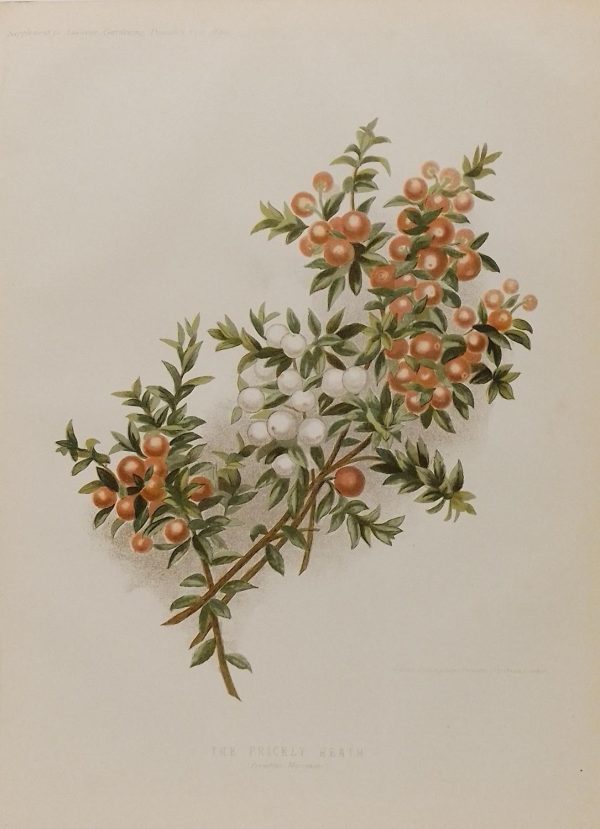 Antique botanical print, Victorian, titled The Prickly Heath ( Pernettya Mucronata)