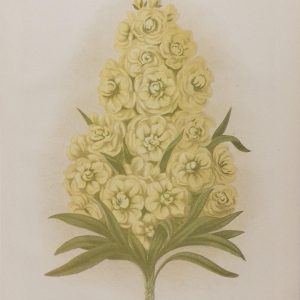 Antique botanical print, Victorian, titled Ten Week Stock (Sutton's Perfection)