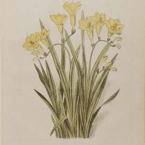 Antique botanical print, Victorian, titled Winter Flowering Greenhouse Plant ( Freesia Leichtinii)