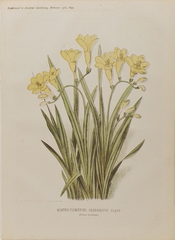 Antique botanical print, Victorian, titled Winter Flowering Greenhouse Plant ( Freesia Leichtinii)
