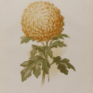 Antique botanical print, Victorian, titled Incurved Chrysanthemum ( Lady Dorothy)