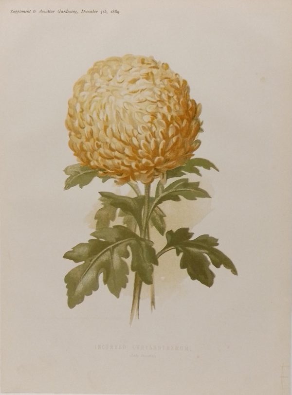 Antique botanical print, Victorian, titled Incurved Chrysanthemum ( Lady Dorothy)