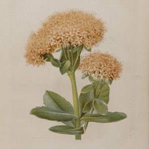 Antique botanical print, Victorian, titled Brilliant Stone Crop ( Sedum Spectabile)