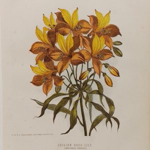 Antique botanical print, Victorian, titled Chilian Herb Lily ( Alstromeria Chilensis)