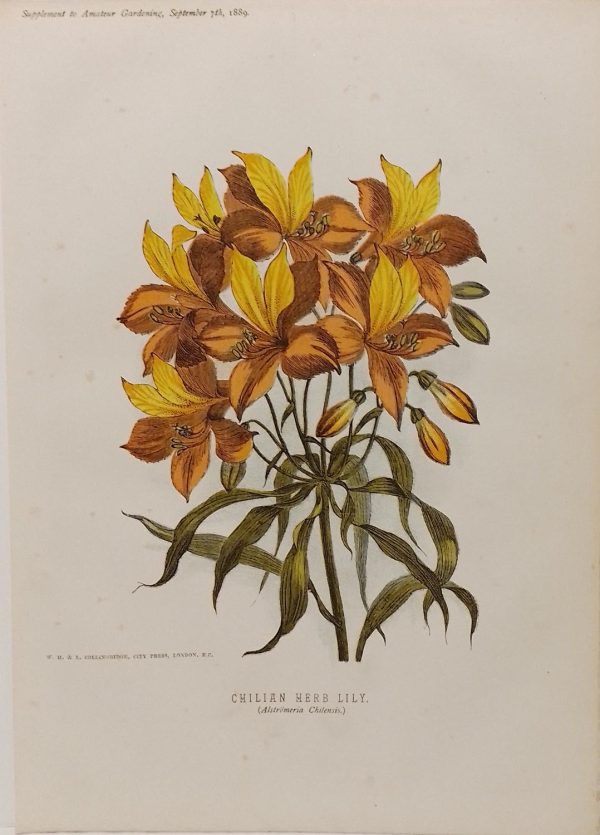 Antique botanical print, Victorian, titled Chilian Herb Lily ( Alstromeria Chilensis)