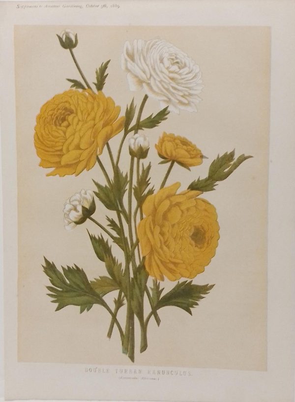 Antique botanical print, Victorian, titled Double Turban Ranunculus ( Ranunculus Africanus)