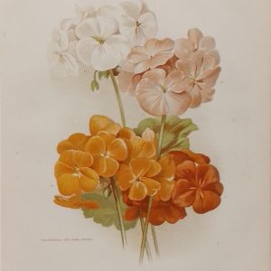 Antique botanical print, Victorian, titled Single Zonal Pelargoniums, including Lily, Lady Rosebery, Mrs David Saunders, Rev. Harris
