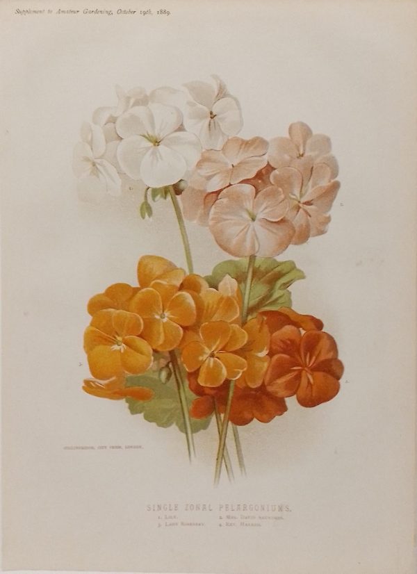 Antique botanical print, Victorian, titled Single Zonal Pelargoniums, including Lily, Lady Rosebery, Mrs David Saunders, Rev. Harris