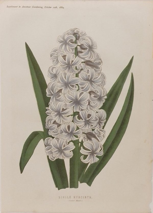 Antique botanical print, Victorian, titled Single Hyacinth ( Grand Master)