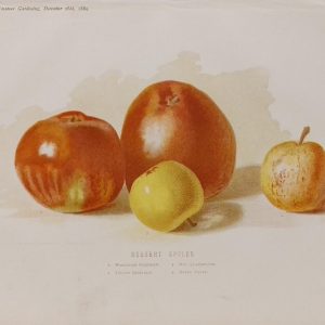 Antique botanical print, Victorian, titled Desert Apples, including Worcester Permain, Yellow Ingestrie, Red Quarrenden and Kerry Pippin.