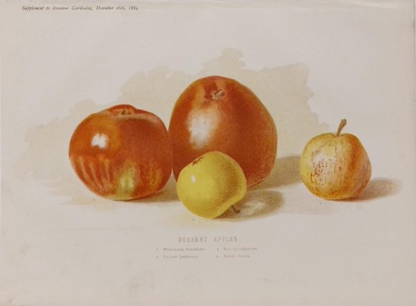 Antique botanical print, Victorian, titled Desert Apples, including Worcester Permain, Yellow Ingestrie, Red Quarrenden and Kerry Pippin.
